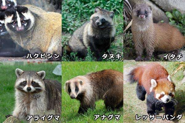 たぬき!狸!Tanuki!Part5