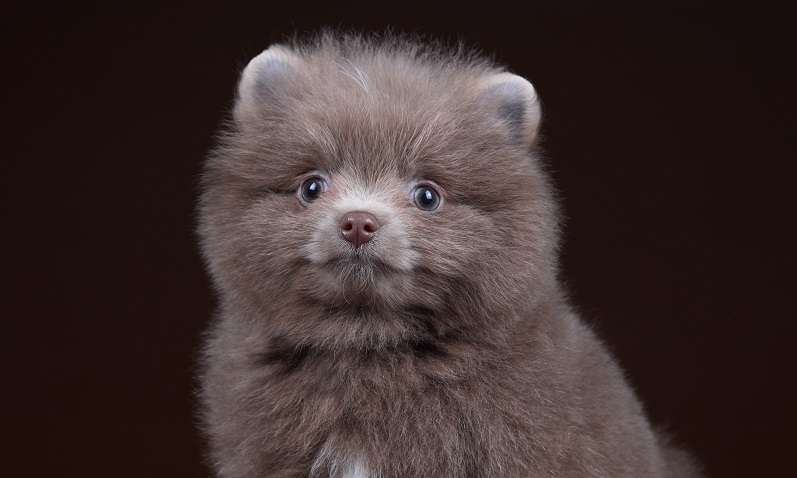 たぬき!狸!Tanuki!Part5