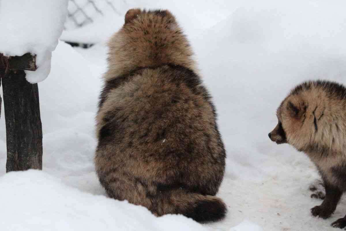 たぬき!狸!Tanuki!Part5