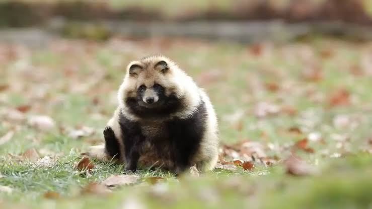 たぬき!狸!Tanuki!Part5