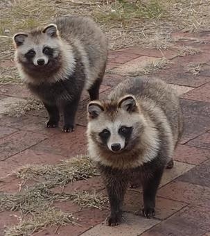 たぬき!狸!Tanuki!Part5