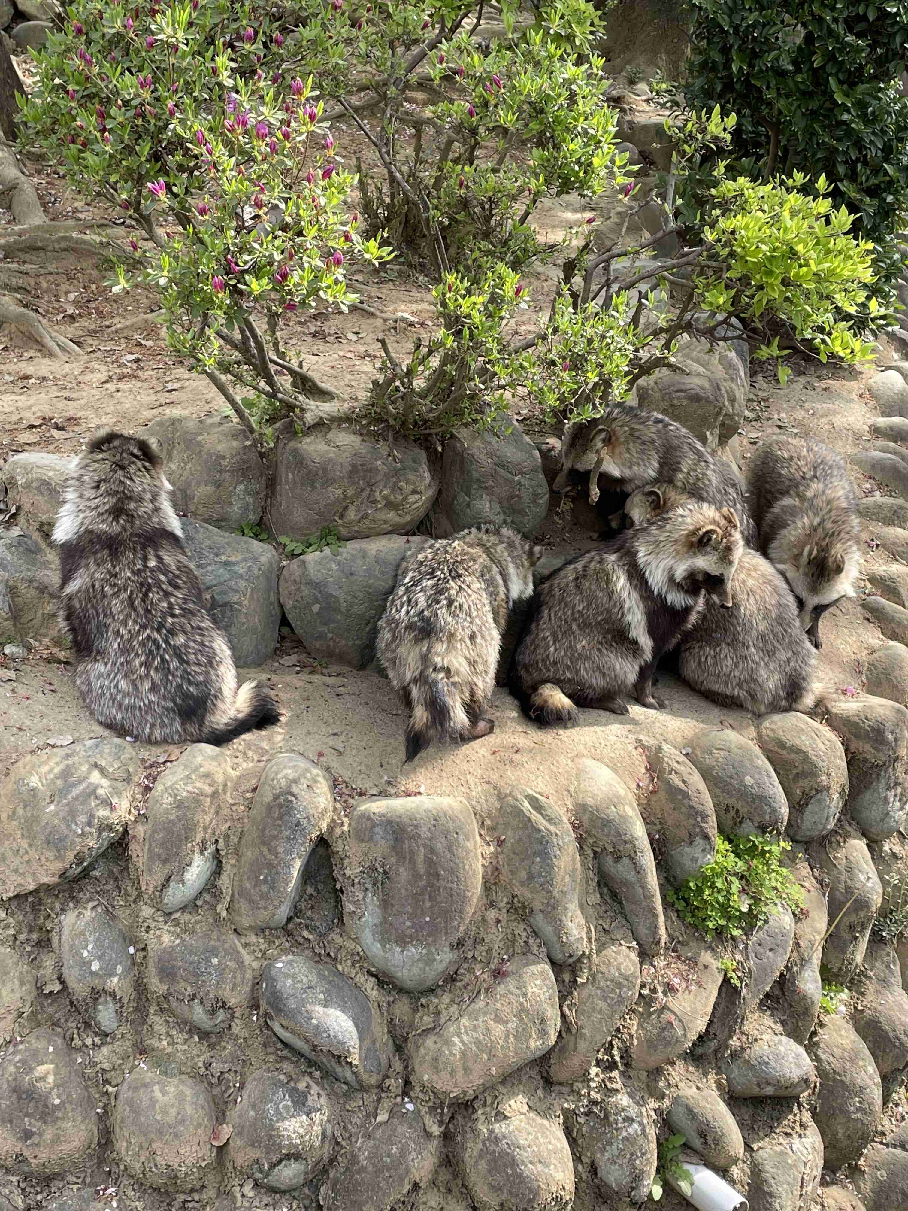 たぬき!狸!Tanuki!Part5