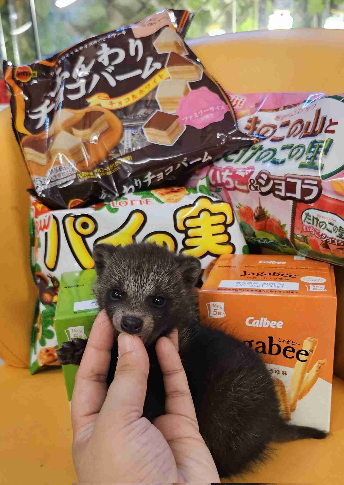 たぬき!狸!Tanuki!Part5