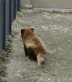 たぬき!狸!Tanuki!Part5