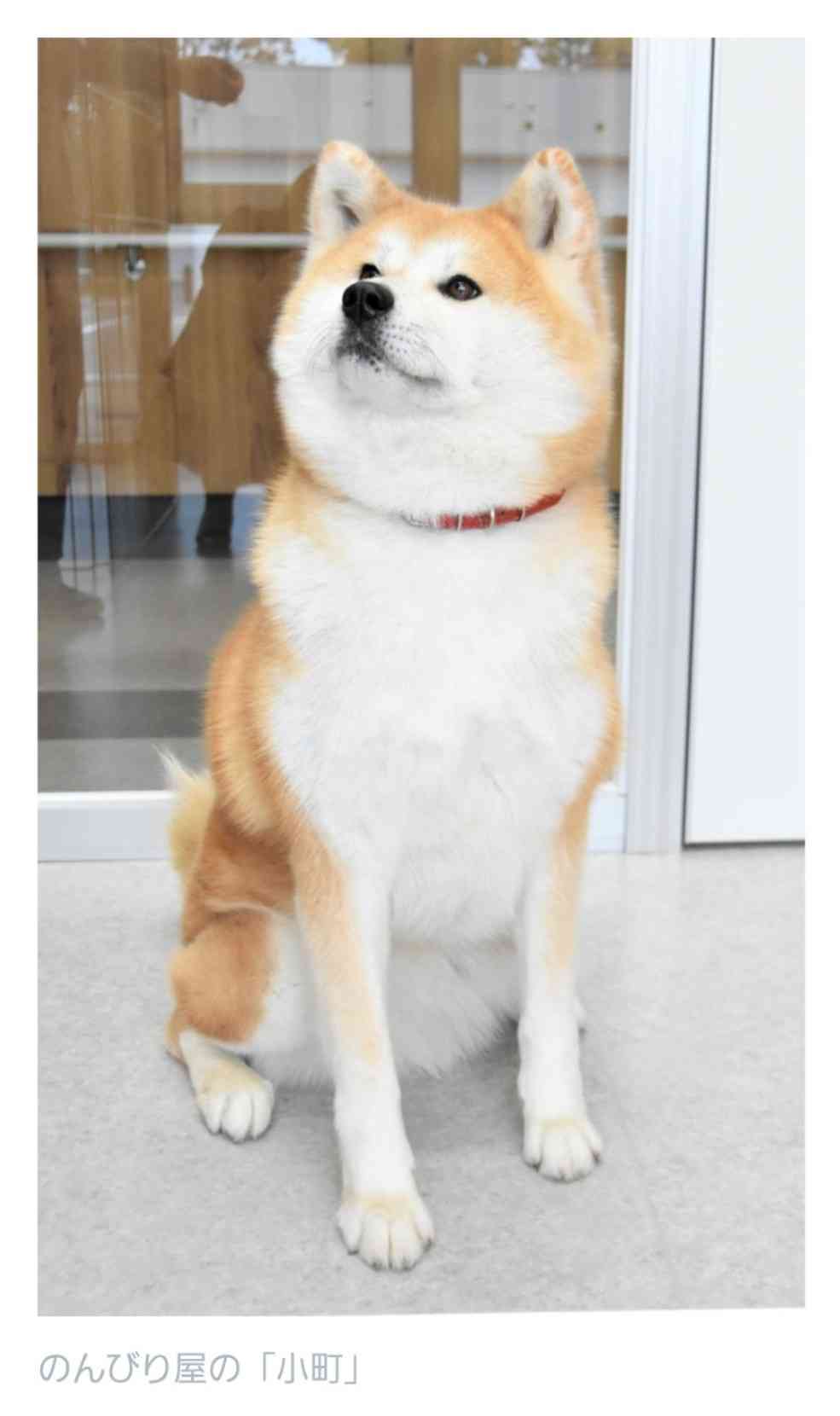 有名人と動物が一緒に写ってる画像を貼るトピPart3