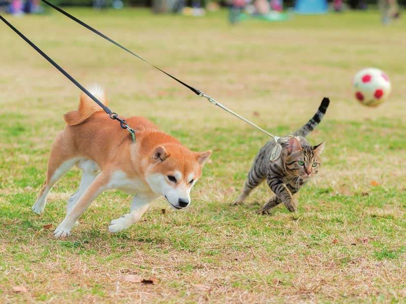 猫と仲良くなるには?
