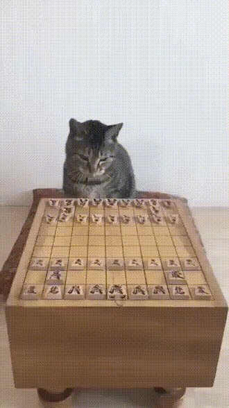 猫と仲良くなるには?