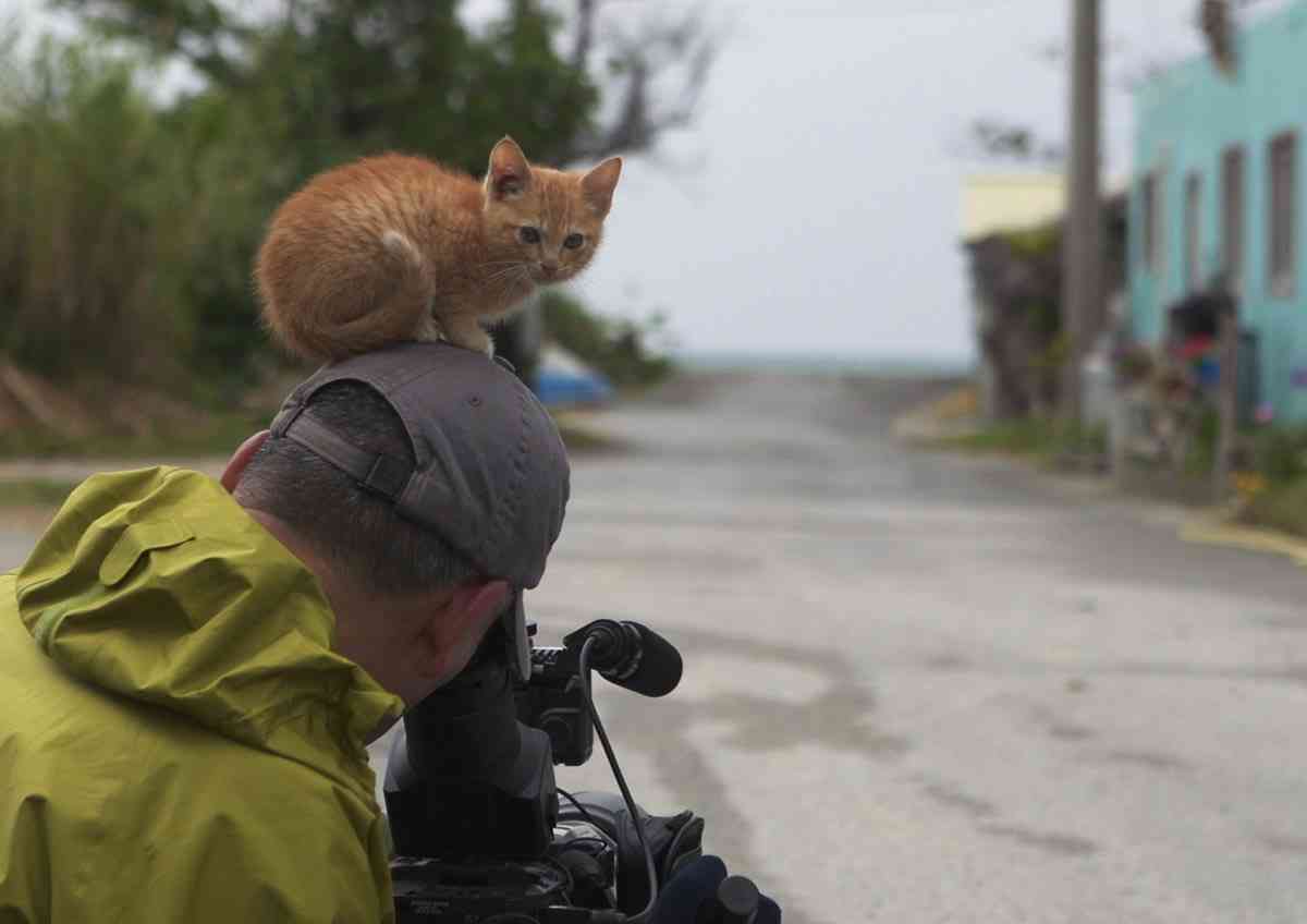 猫と仲良くなるには?