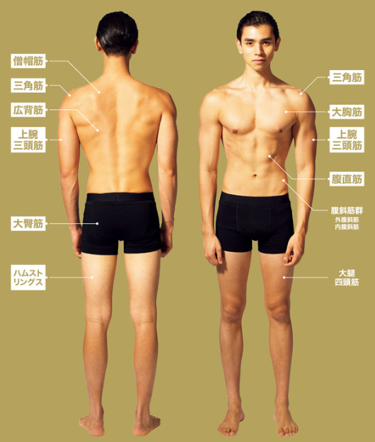 男性の好きな骨格タイプPart7