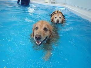 いろんな犬種が一つのクラスだったら~Part5〜