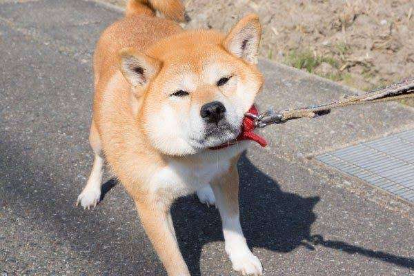 いろんな犬種が一つのクラスだったら~Part5〜