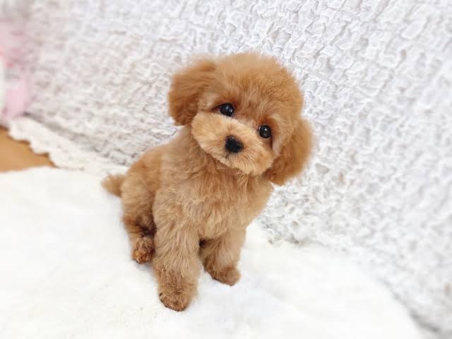 いろんな犬種が一つのクラスだったら~Part5〜