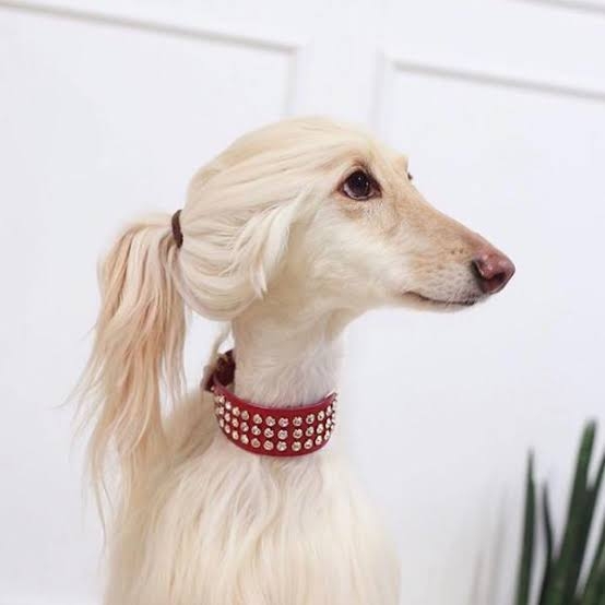 いろんな犬種が一つのクラスだったら~Part5〜