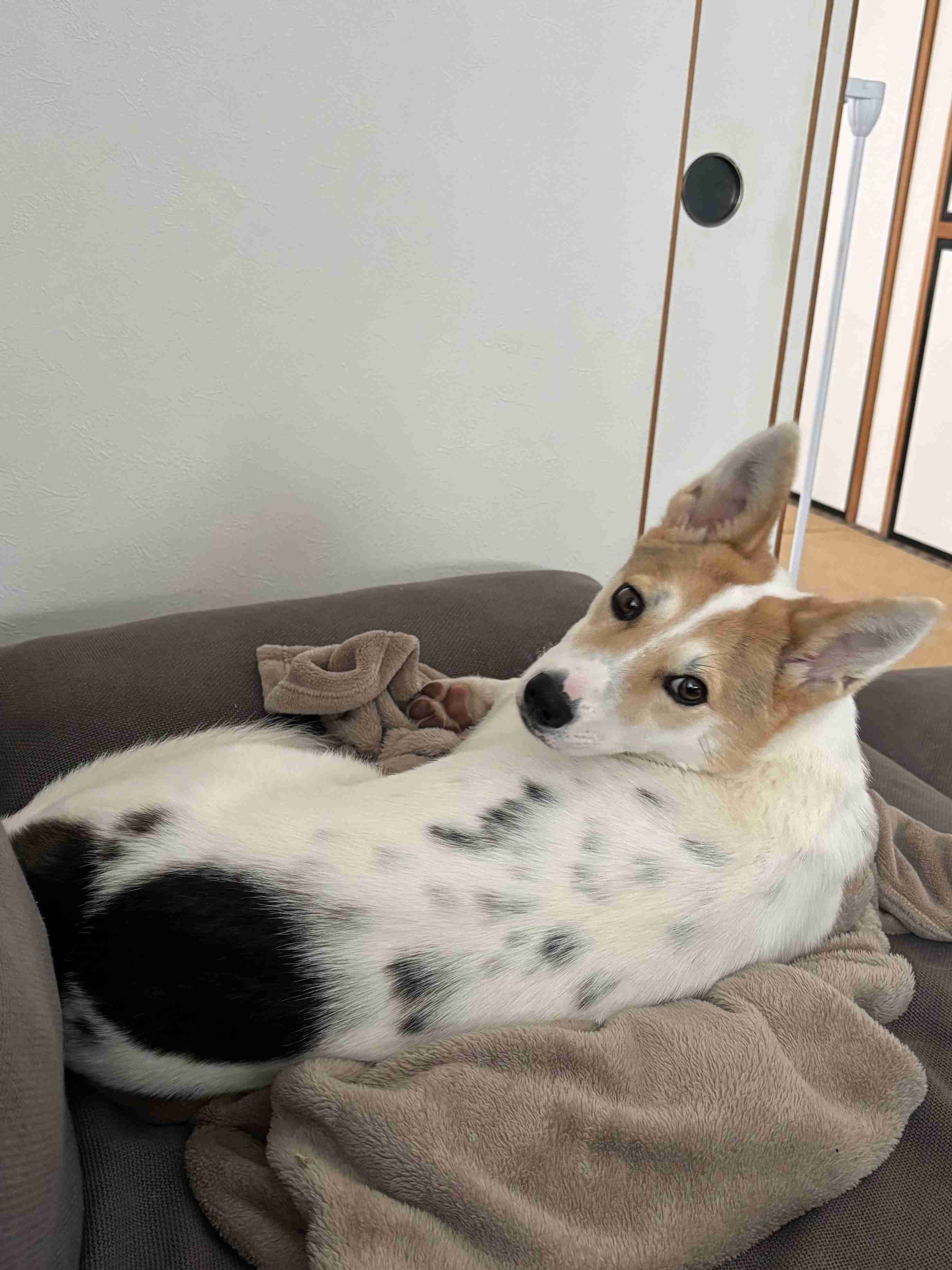 いろんな犬種が一つのクラスだったら~Part5〜