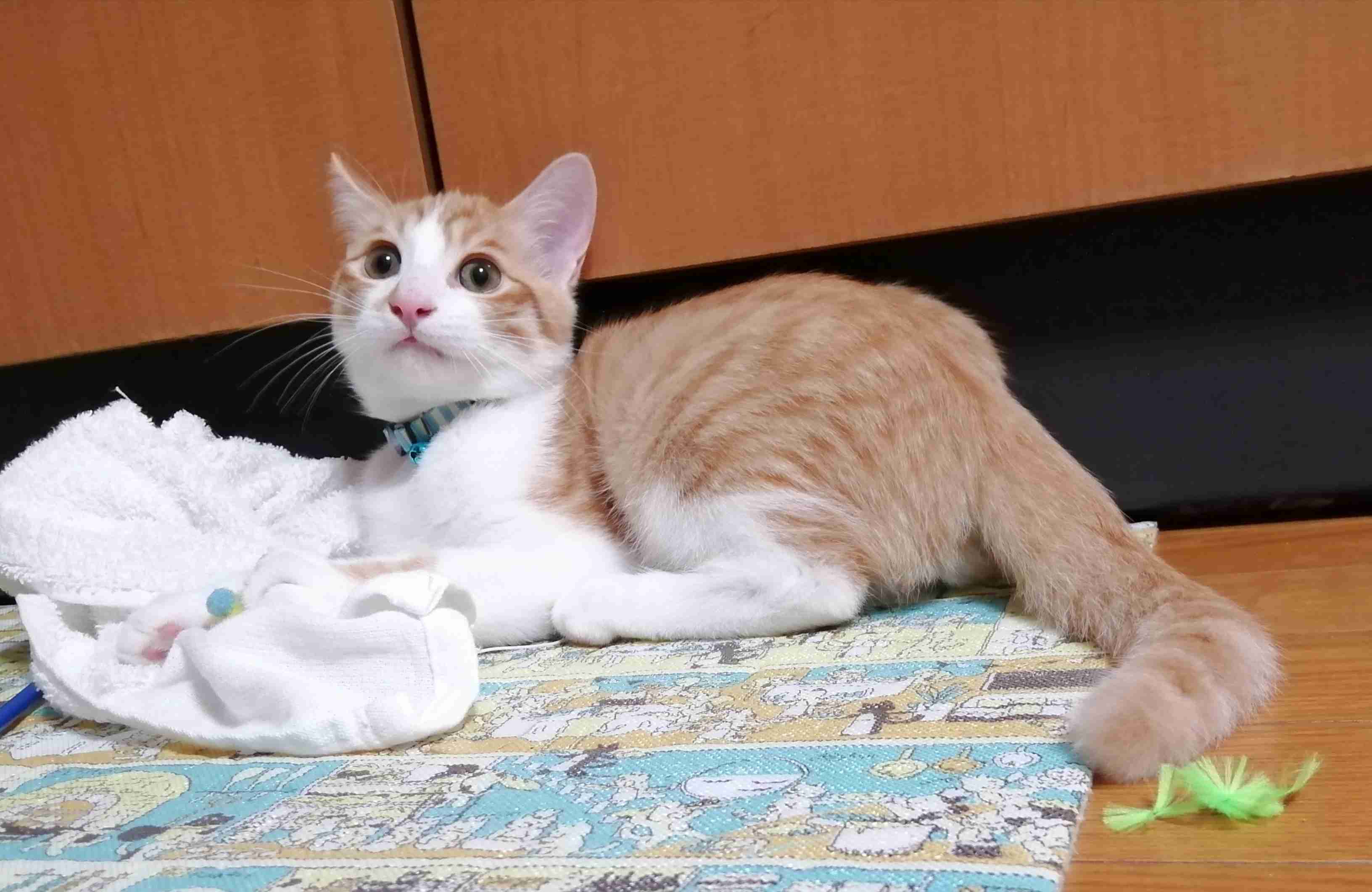 ペットが可愛くて仕方ない方集合〜！！