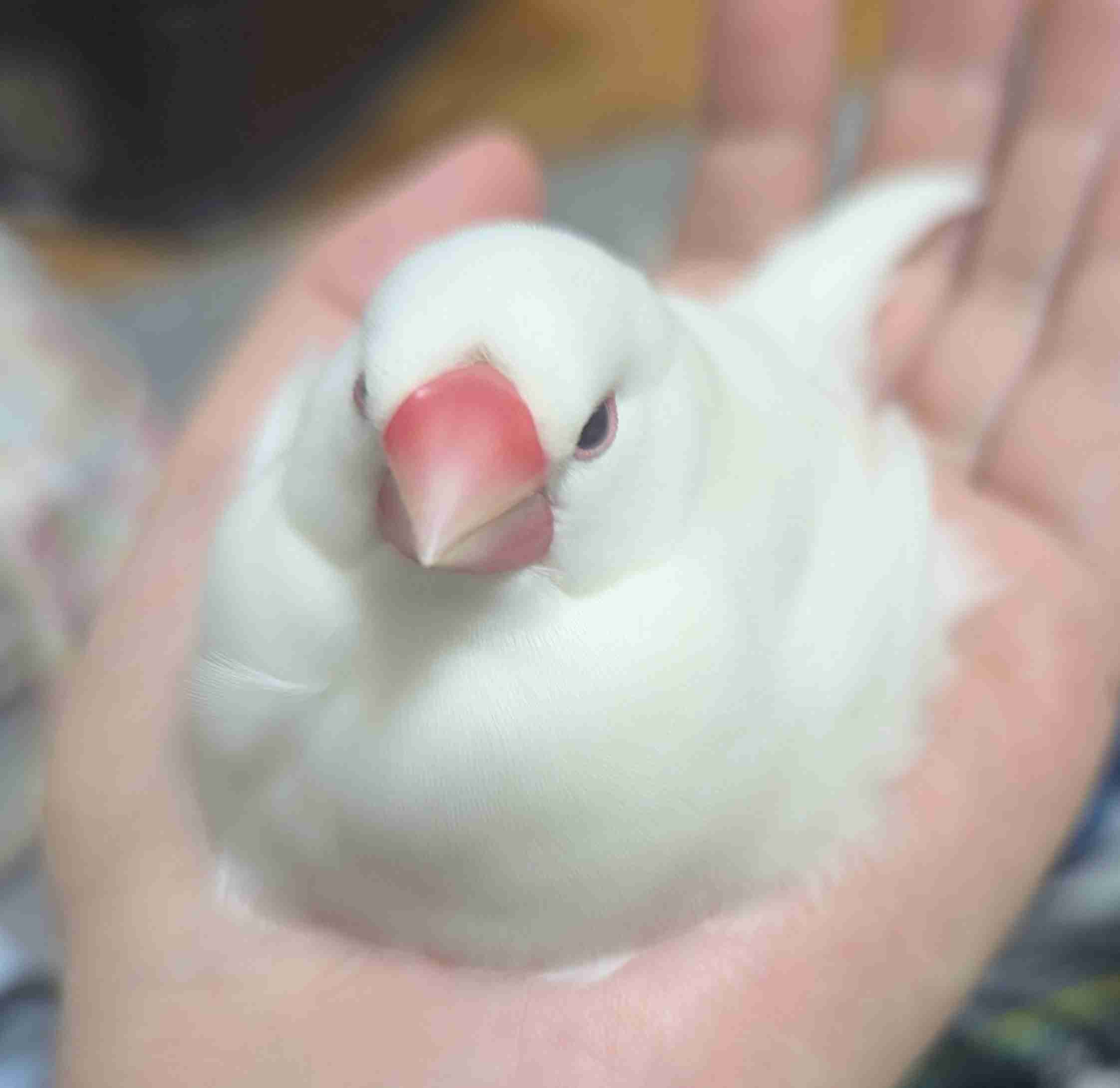 ペットが可愛くて仕方ない方集合〜！！