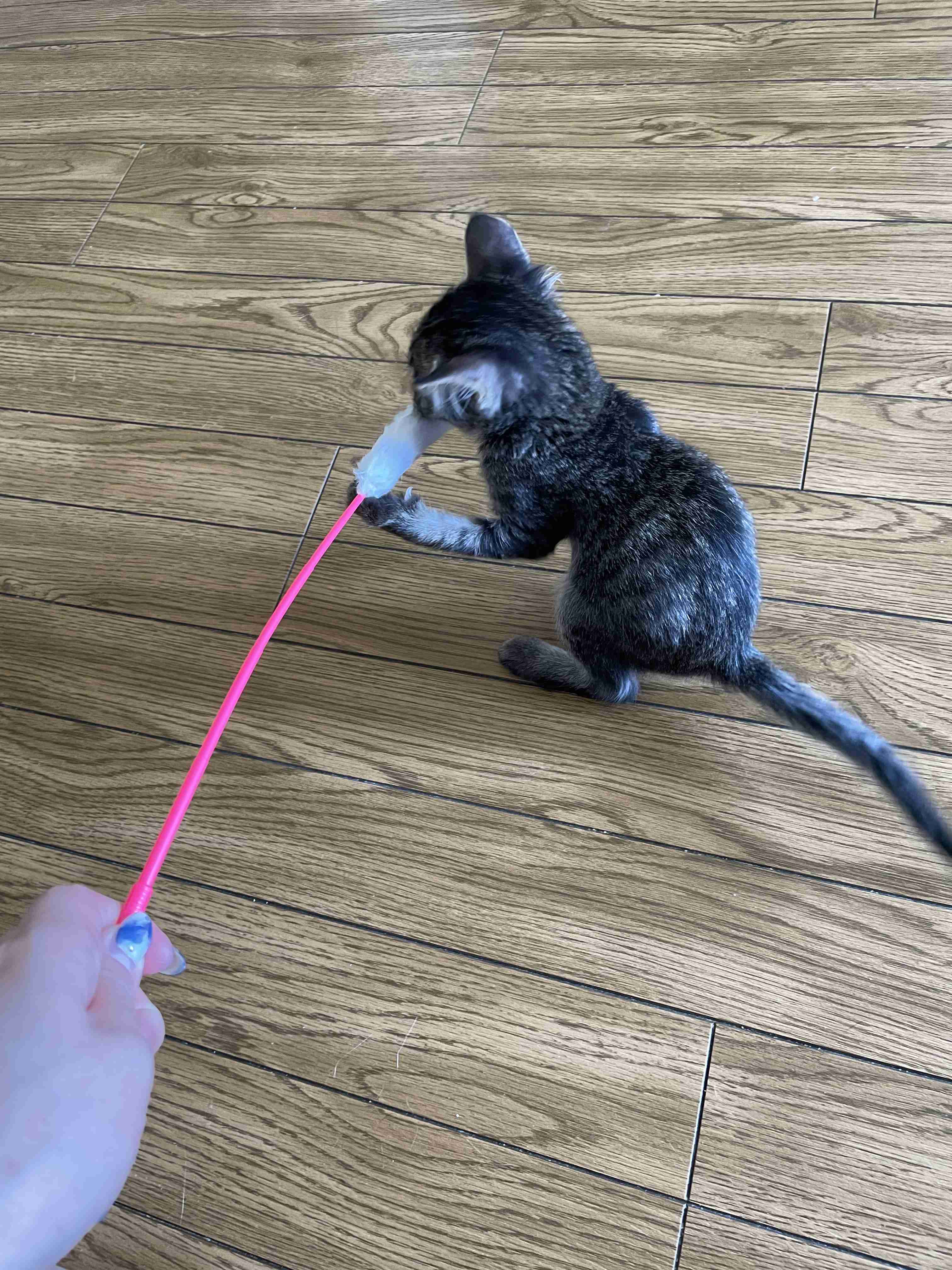 ペットが可愛くて仕方ない方集合〜！！