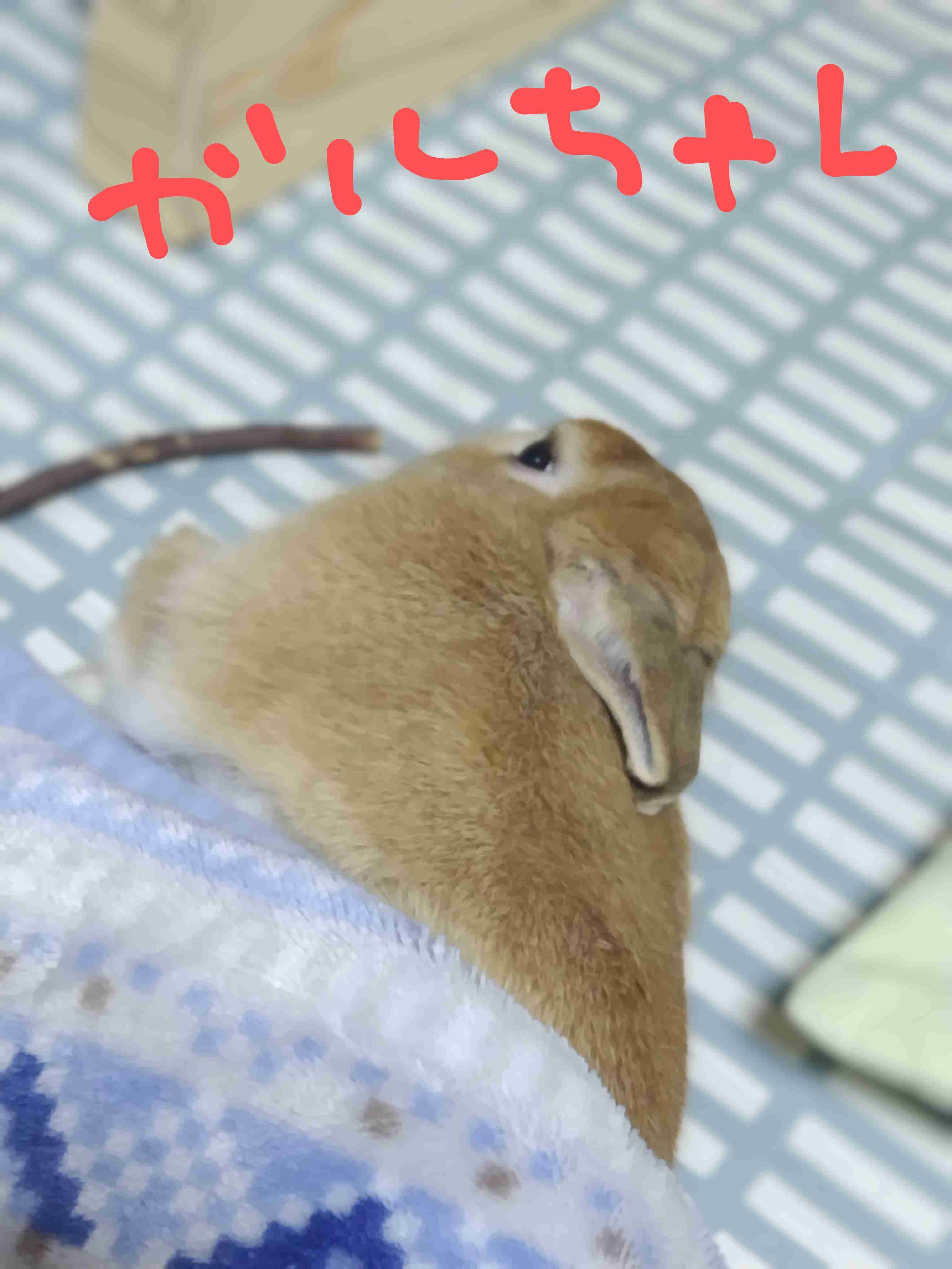 ペットが可愛くて仕方ない方集合〜！！