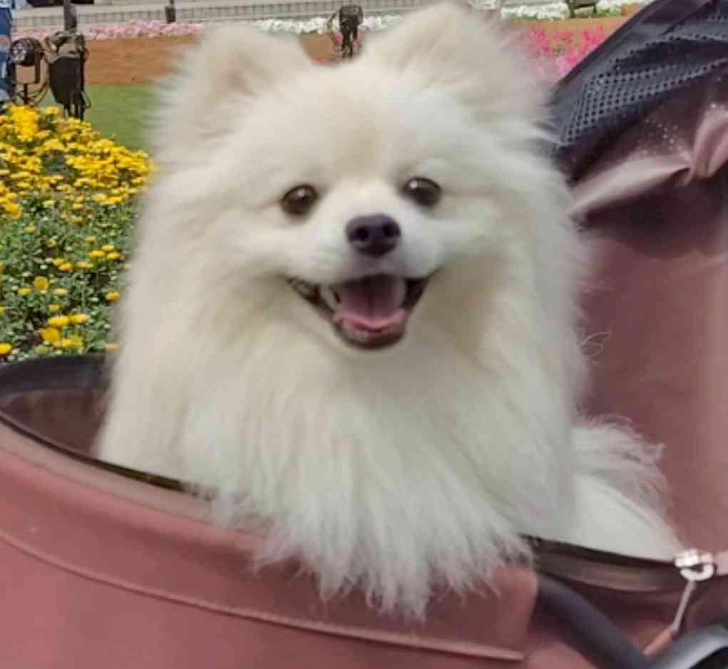 ペットが可愛くて仕方ない方集合〜！！