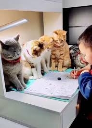 ペットが可愛くて仕方ない方集合〜！！
