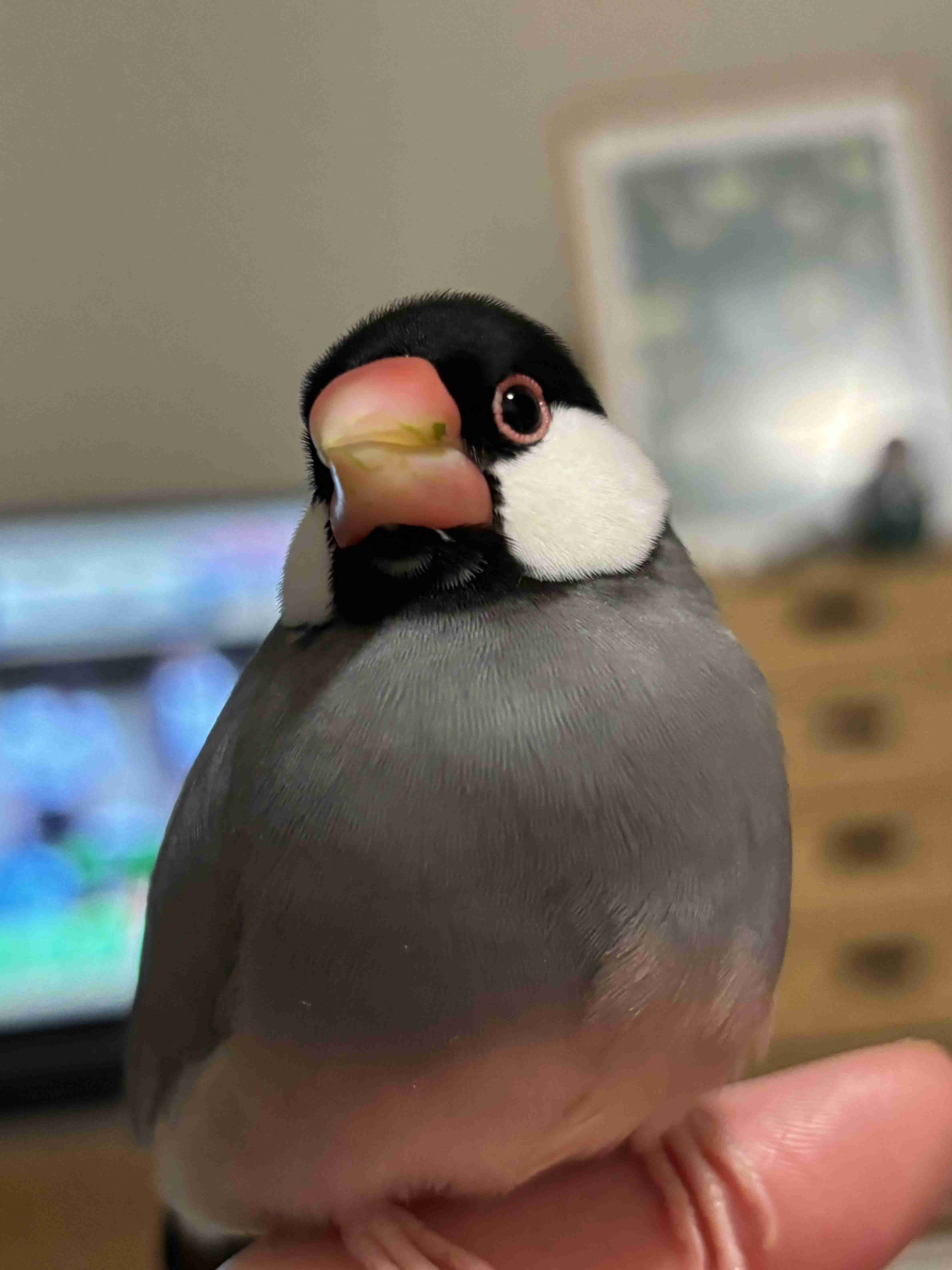 ペットが可愛くて仕方ない方集合〜！！