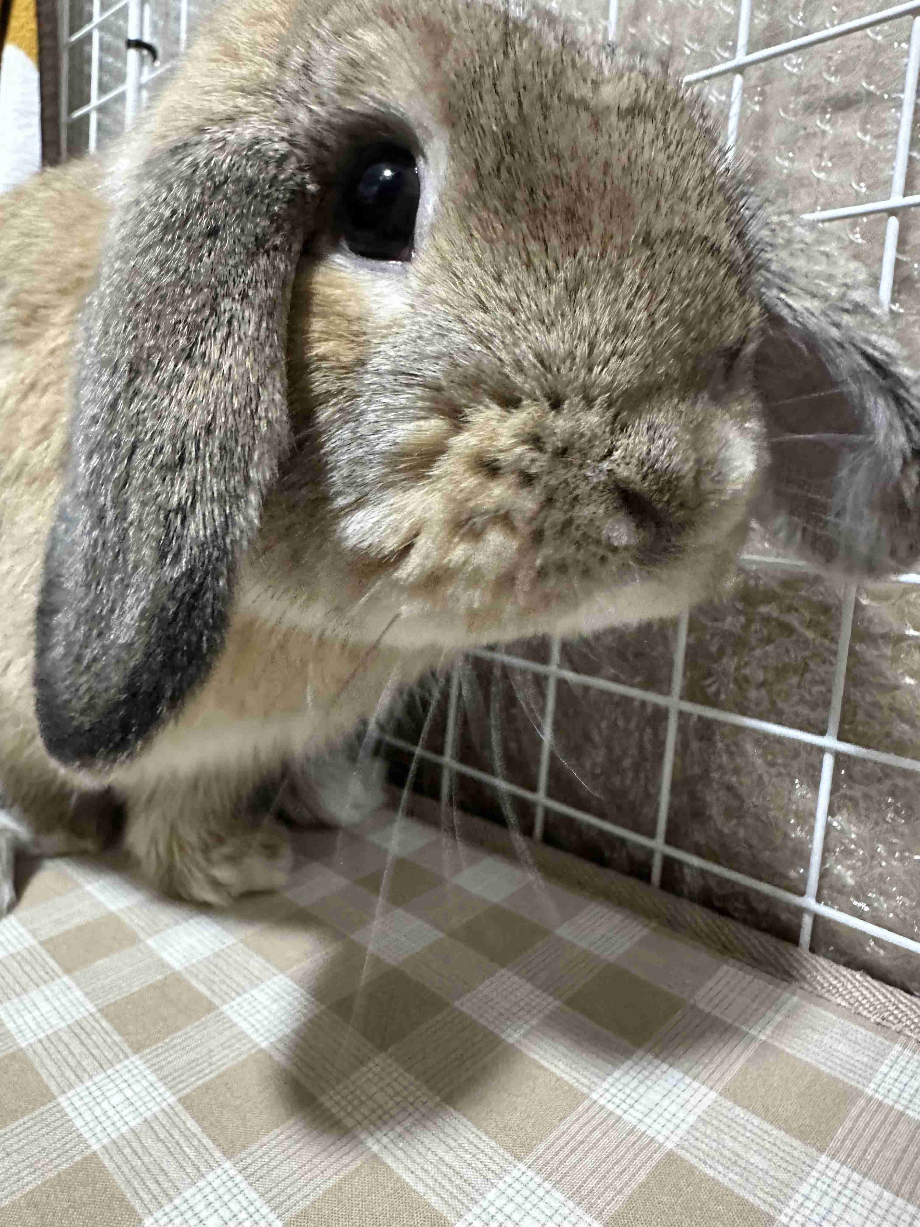 ペットが可愛くて仕方ない方集合〜！！