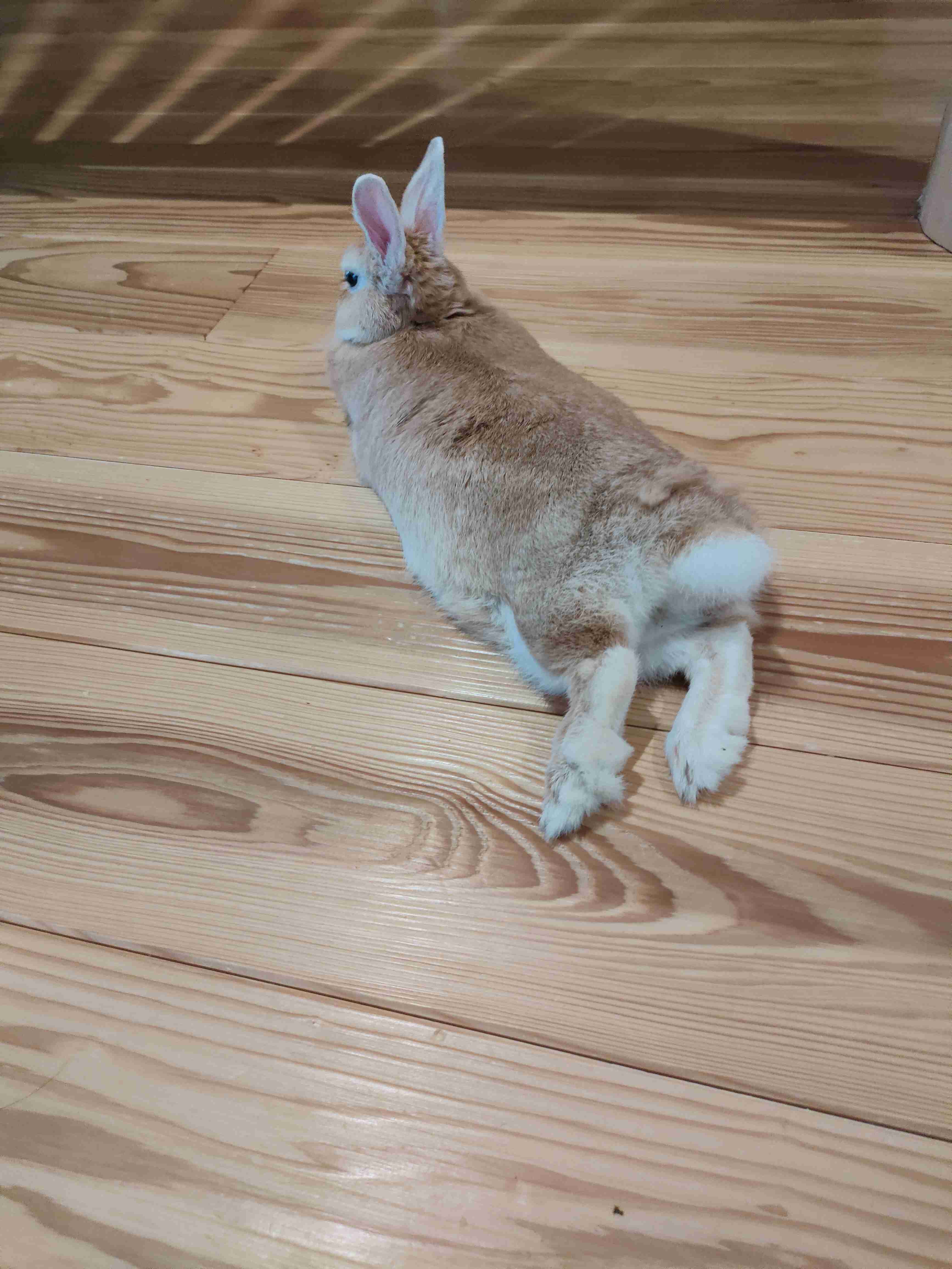 ペットが可愛くて仕方ない方集合〜！！