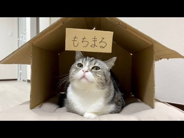 猫あるある