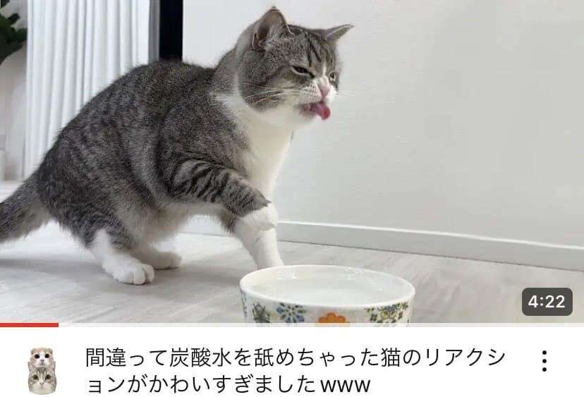 猫あるある