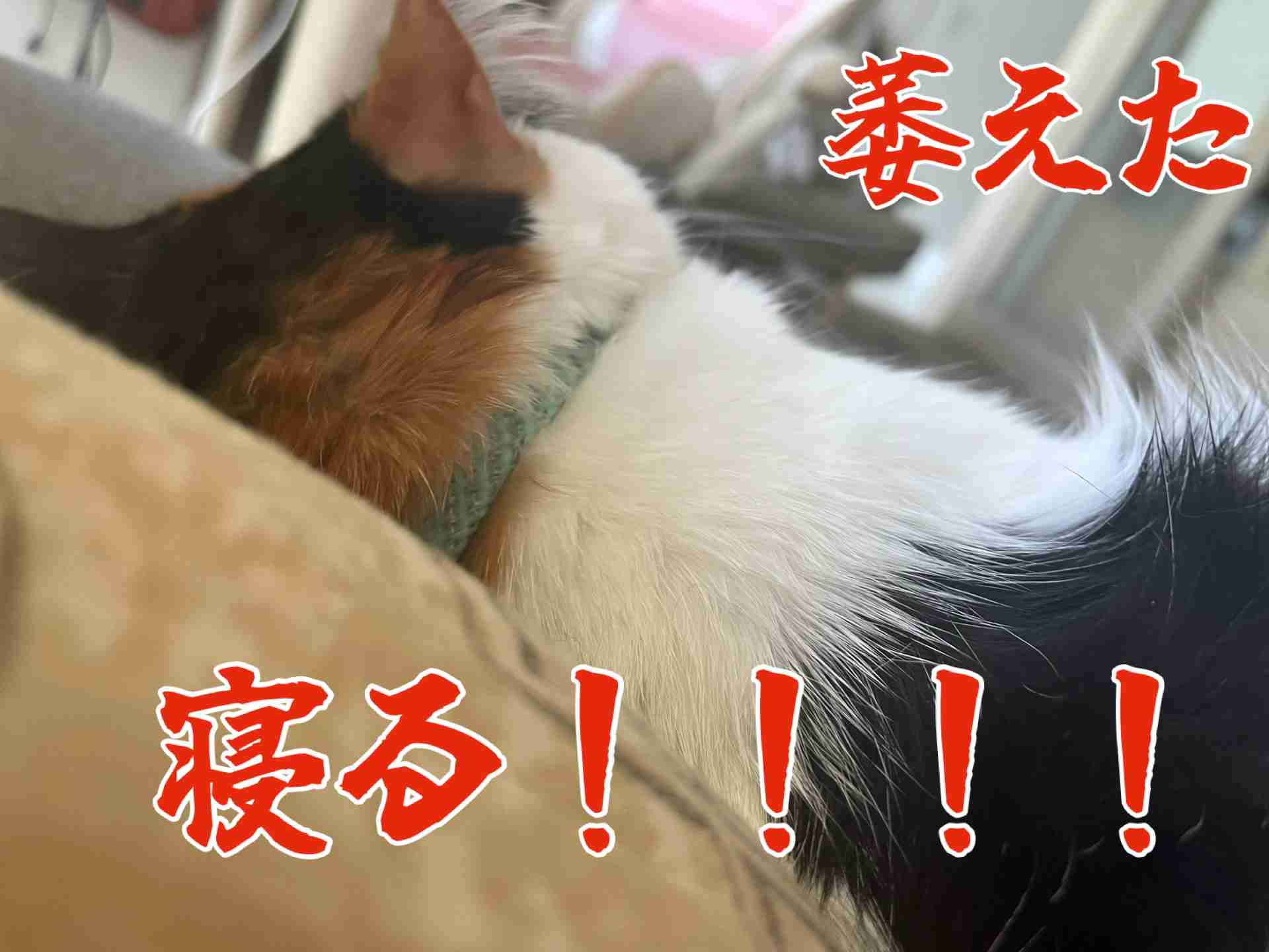 猫あるある