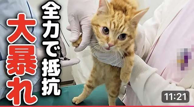 猫あるある