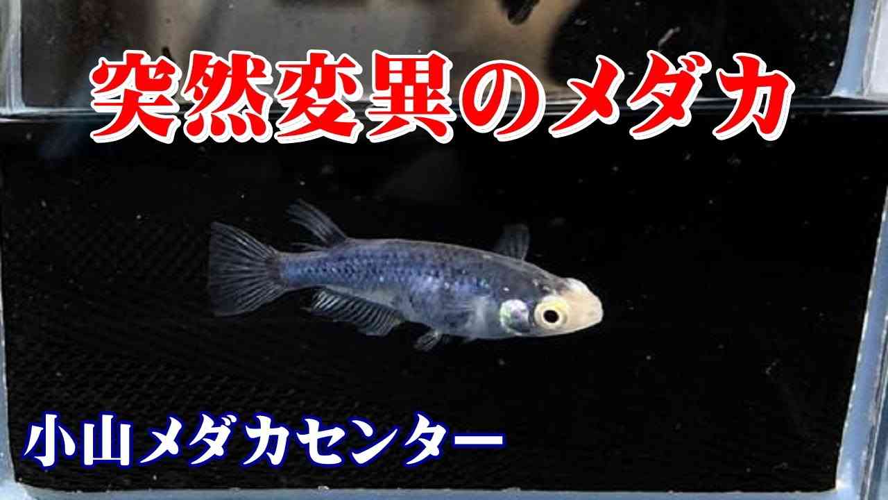 メダカトピ