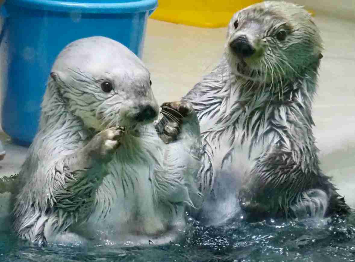 ラッコを愛でるトピ
