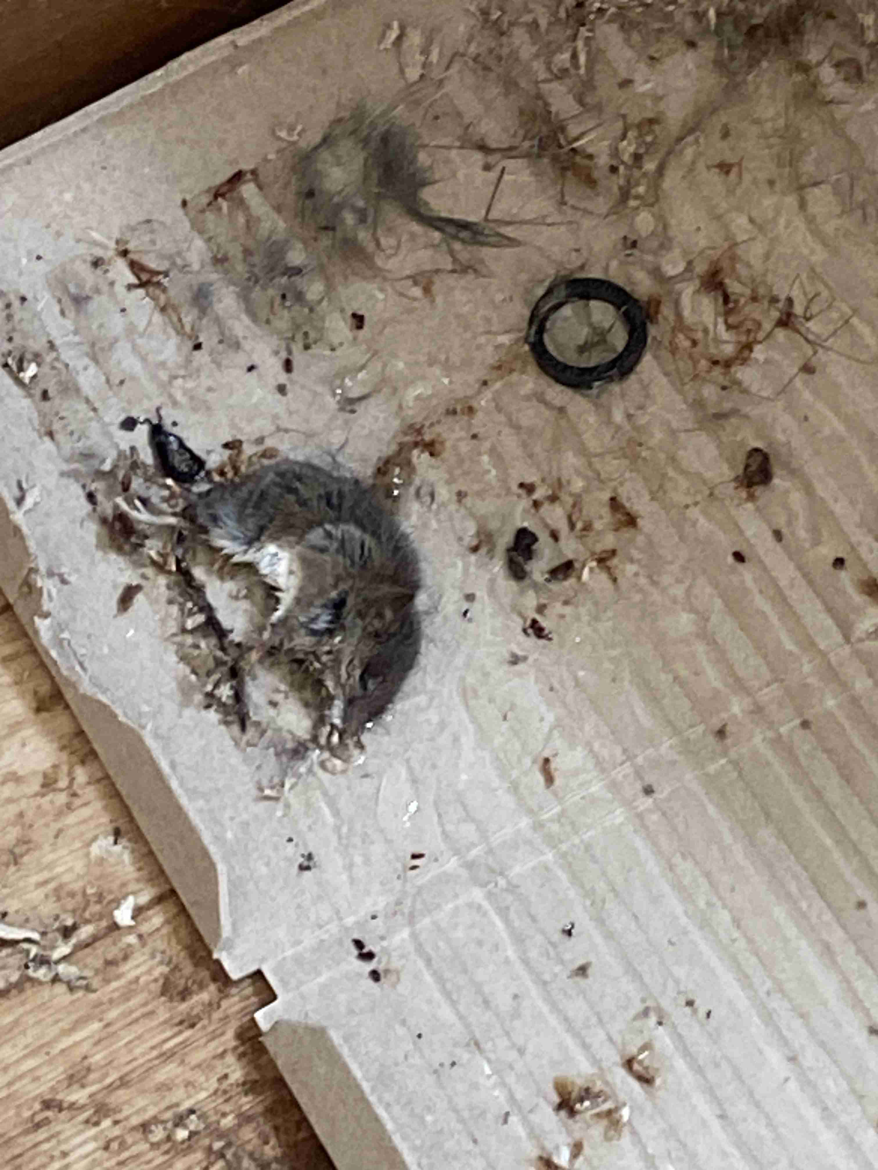 ネズミ異常発生！道南の街を席巻…駆除グッズは「爆売れ」 住宅街・農地を脅かす異常事態に記者も悲鳴