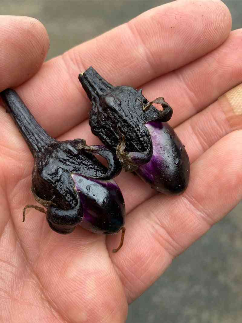 茄子なすびのおすすめ料理を教えて