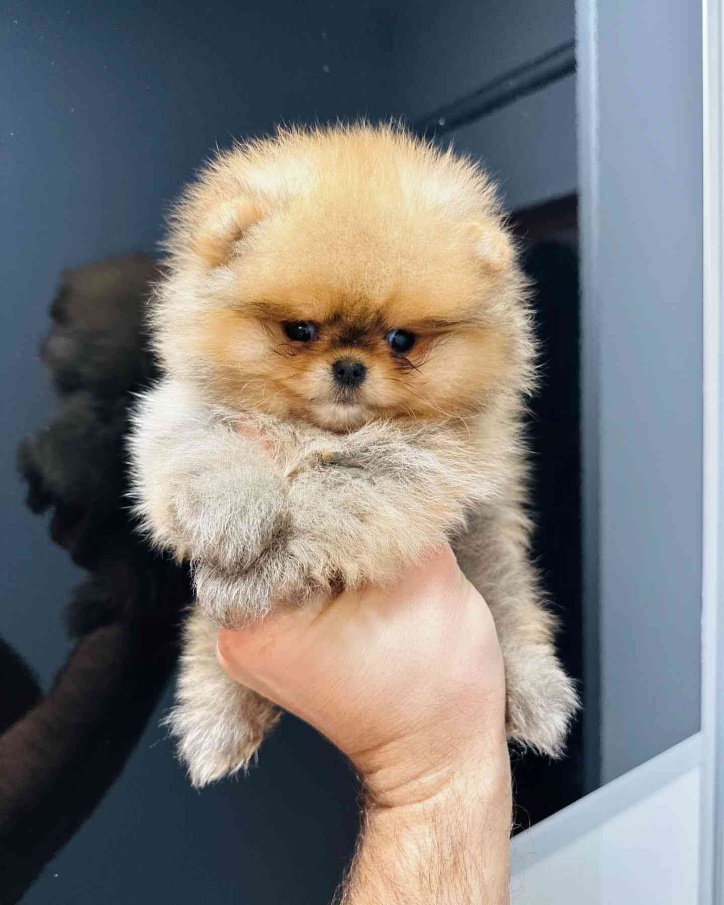 「世界一IQが高い」と言われる犬種・ボーダーコリー、想像上回る賢さに驚き