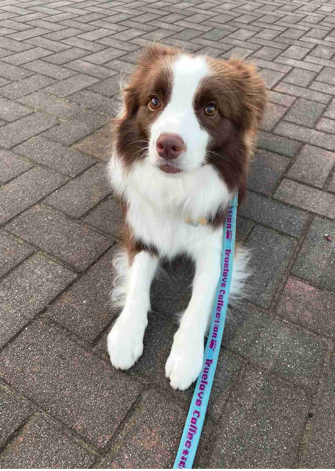 「世界一IQが高い」と言われる犬種・ボーダーコリー、想像上回る賢さに驚き