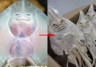 漁獲され、窒息死した魚は絶命までに平均10分の激しい苦痛を味わっているとする研究結果
