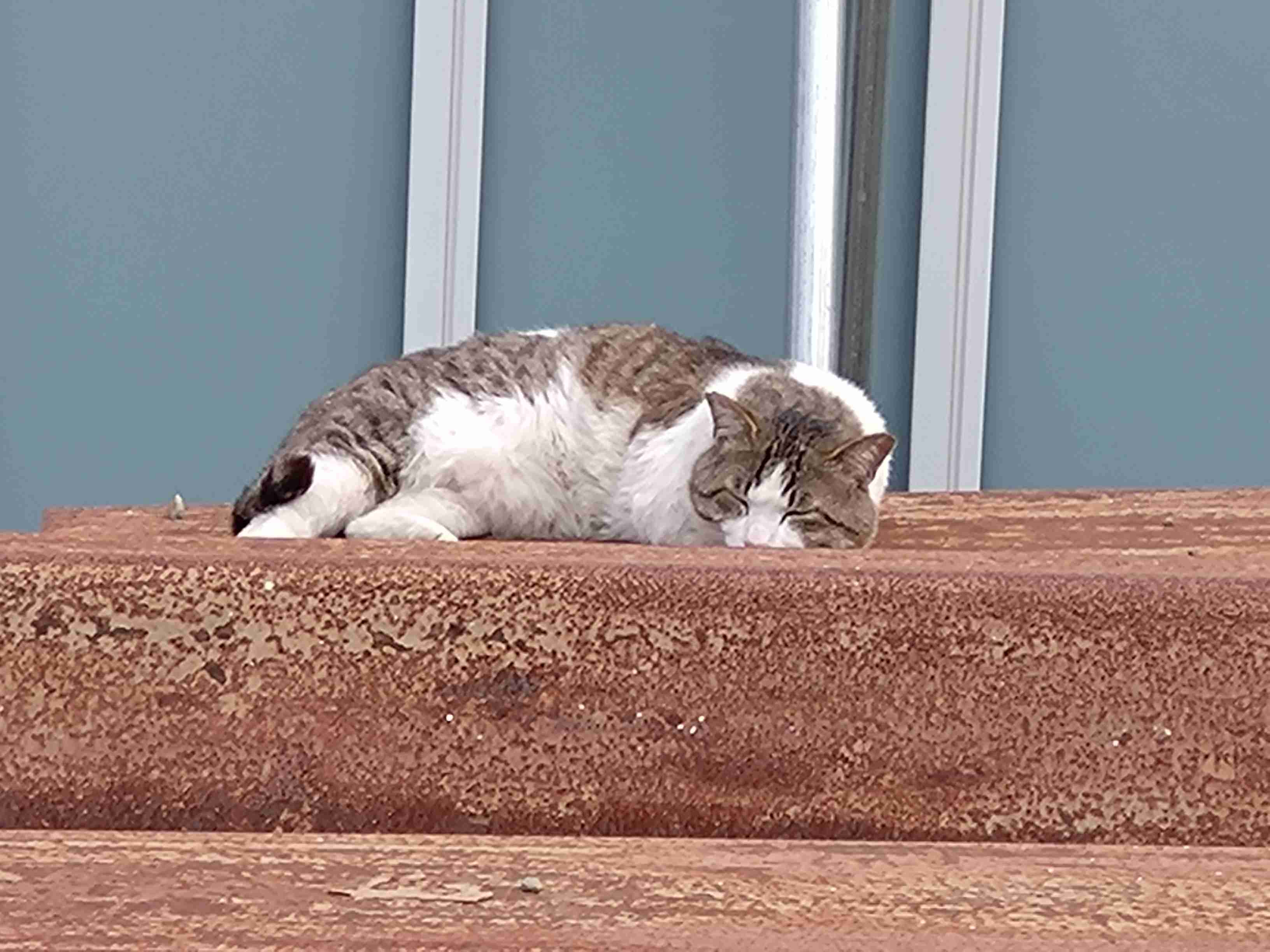 今月の雑談トピ【2025年6月】