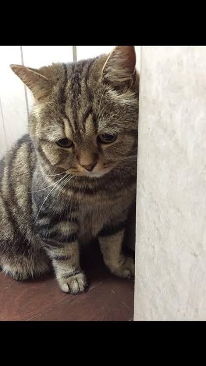 【さっぱり】かまってちゃん対応【わからない】