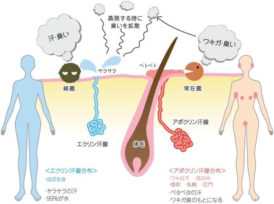 相手を傷つけずにワキガを指摘する方法教えて下さい！