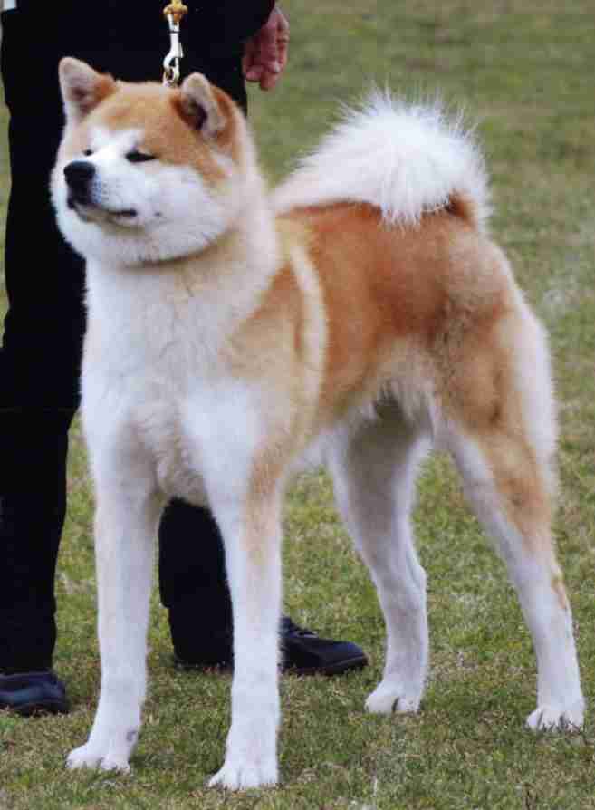 大型犬の画像下さい