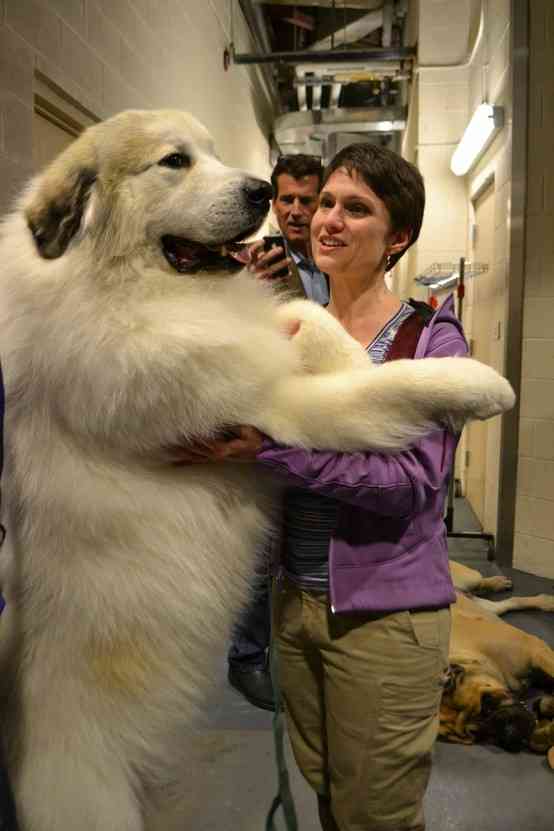 大型犬の画像下さい