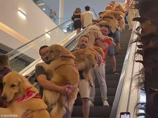 大型犬の画像下さい