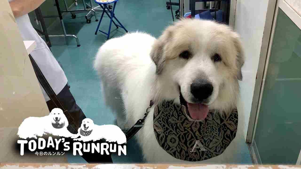 大型犬の画像下さい