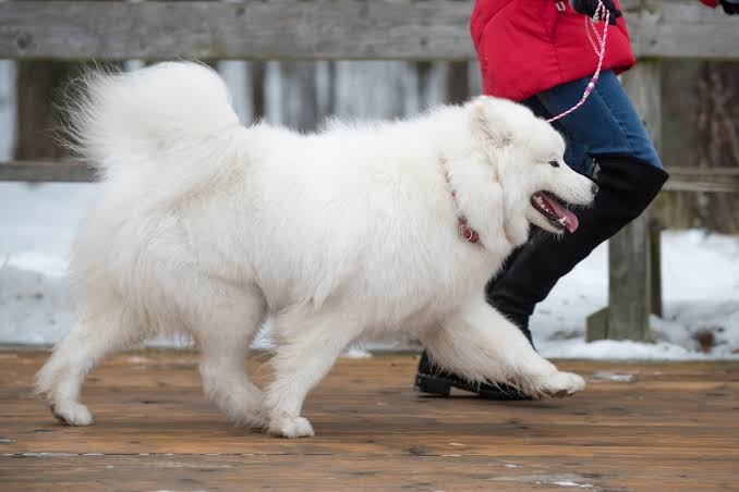 大型犬の画像下さい