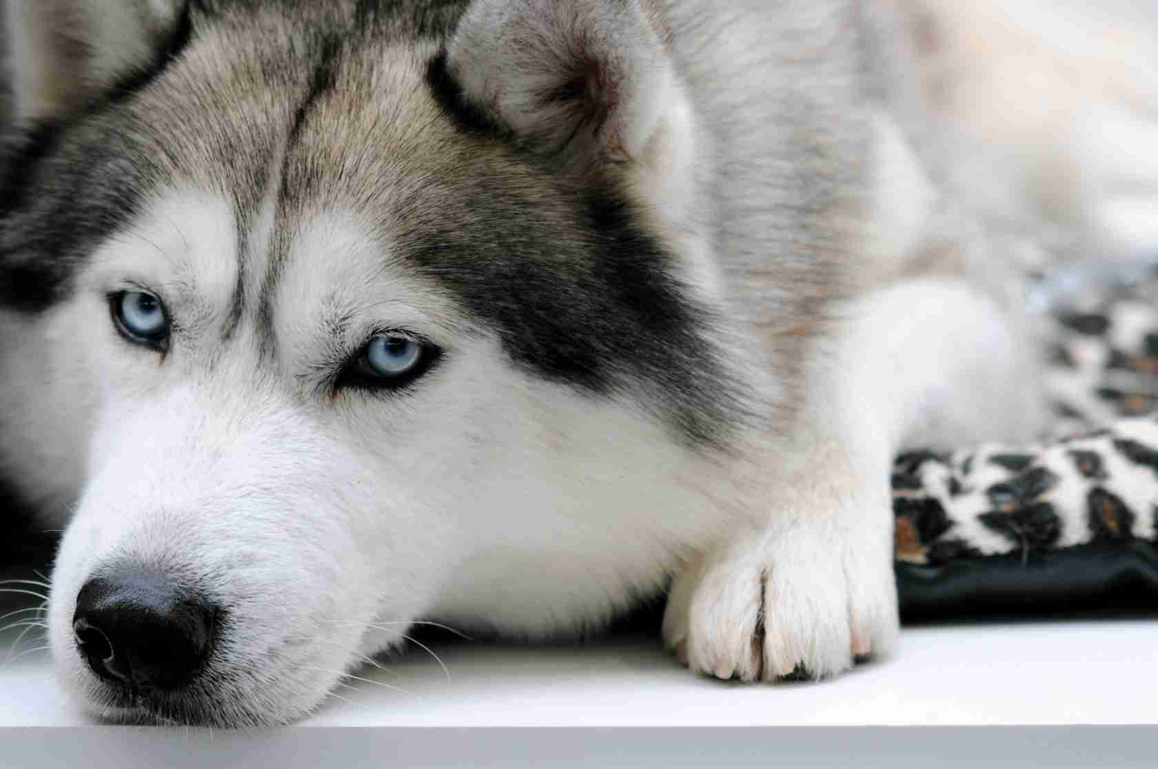 大型犬の画像下さい