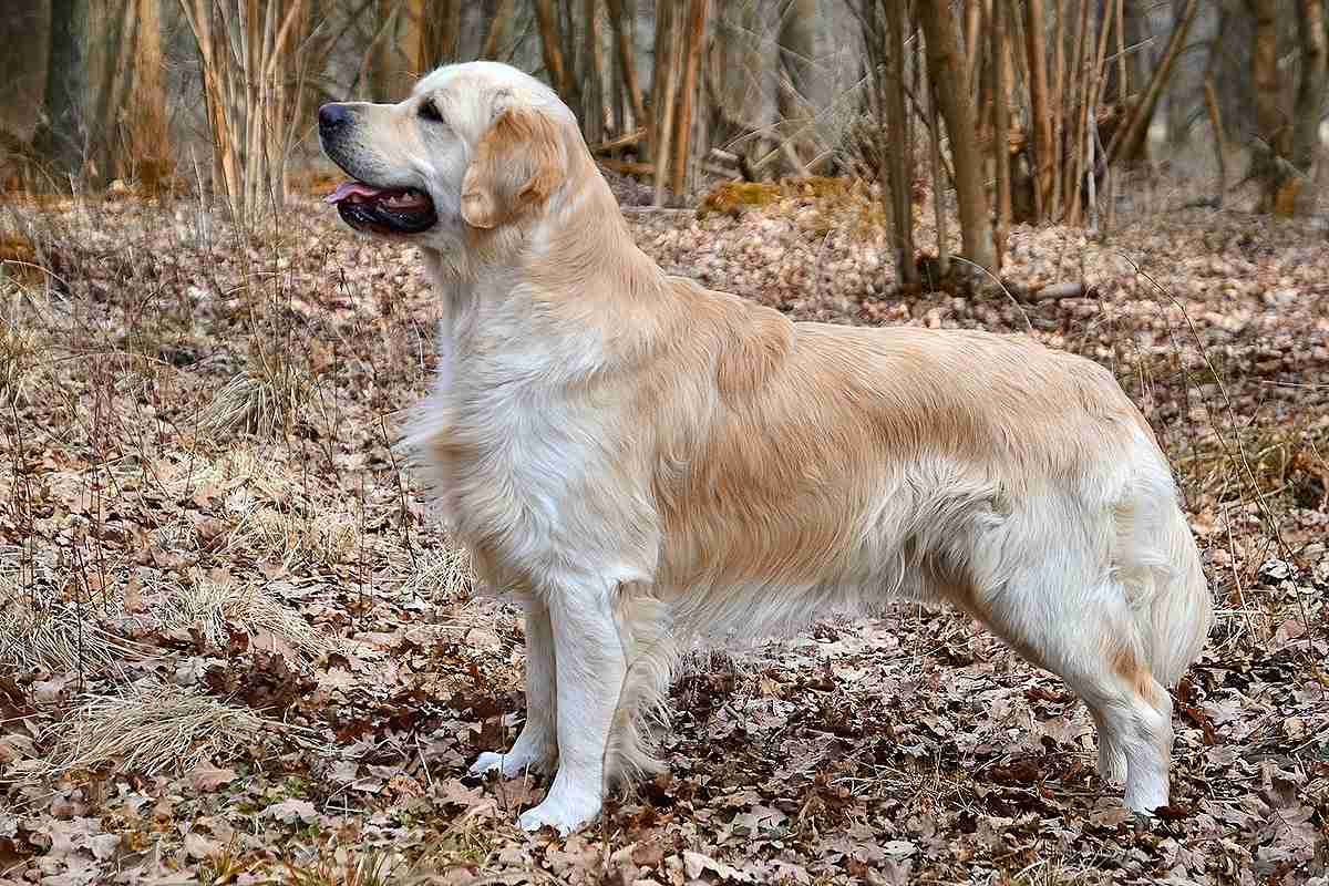 大型犬の画像下さい