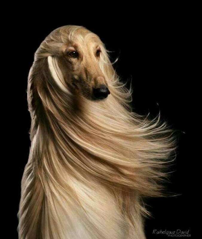 大型犬の画像下さい