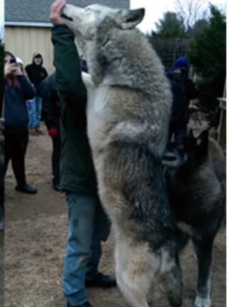 大型犬の画像下さい